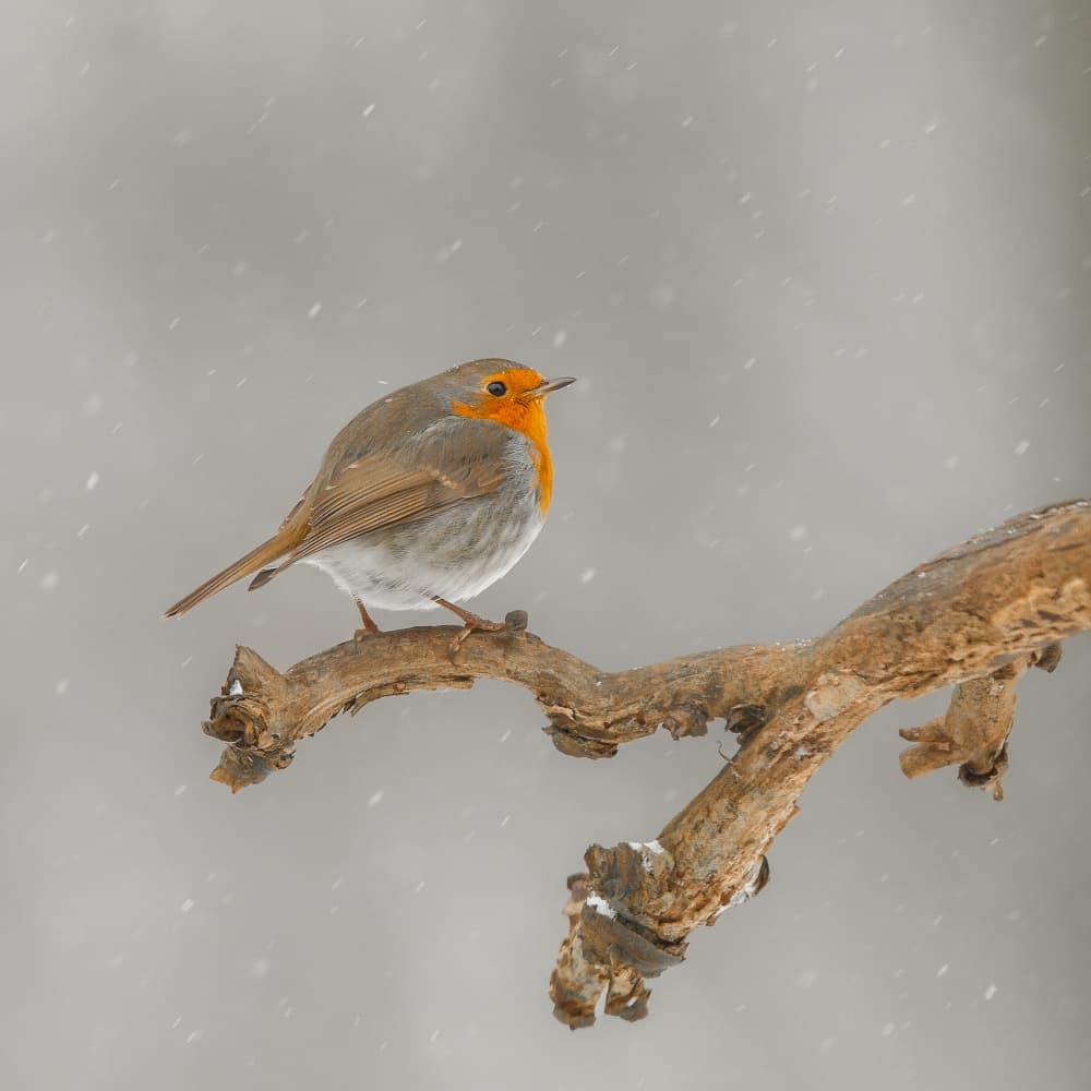 Snowy Winter Robin by Annie Keizer — canvas wall art