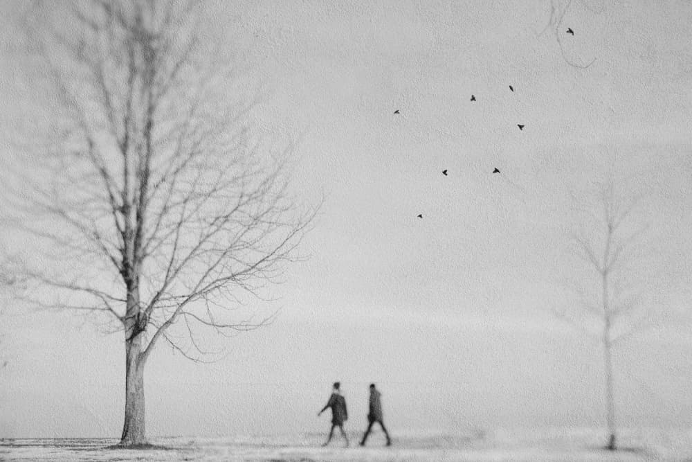 Winter Walk Black White by Cindy Liu — canvas wall art