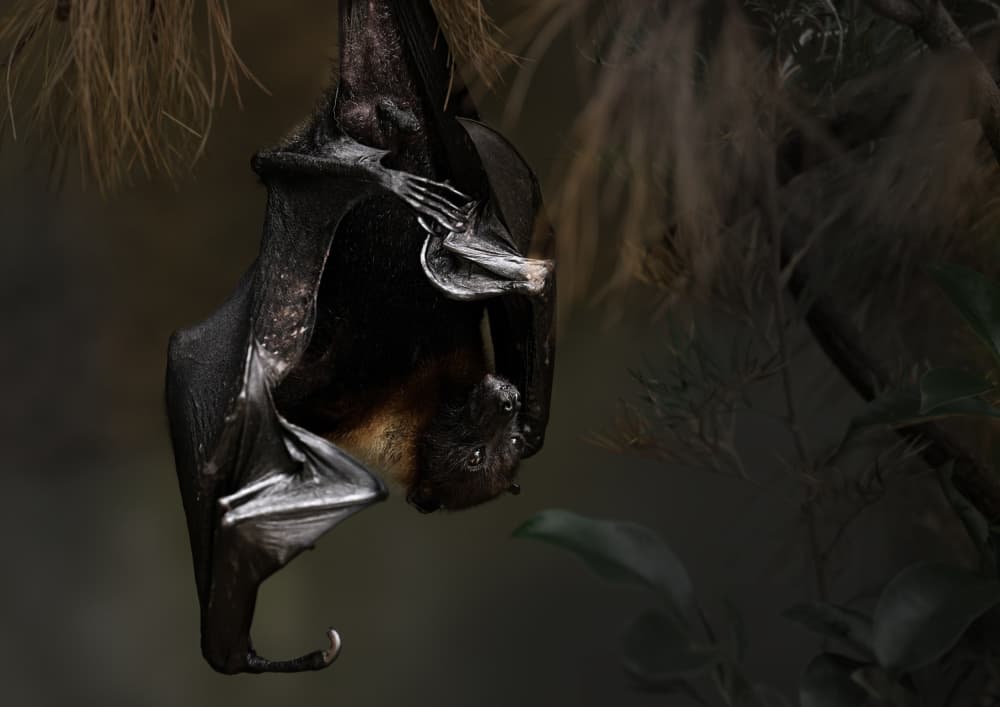 Mother and Baby Bat by Kaisyakuji Yushi — canvas wall art