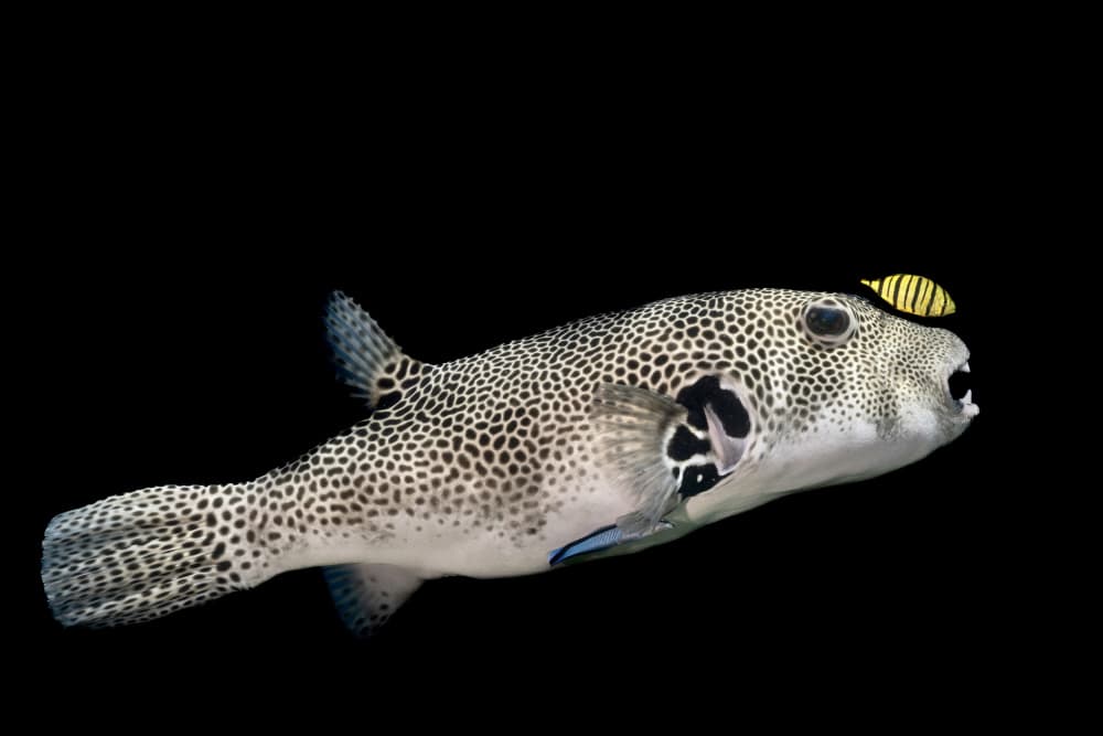 Spotted Pufferfish Swim by Serge Melesan — canvas wall art