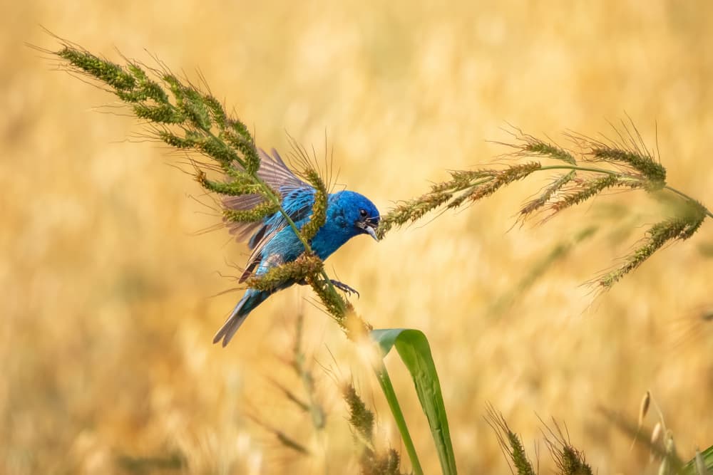 Blue Bird Golden Field by Steven Zhou — canvas wall art