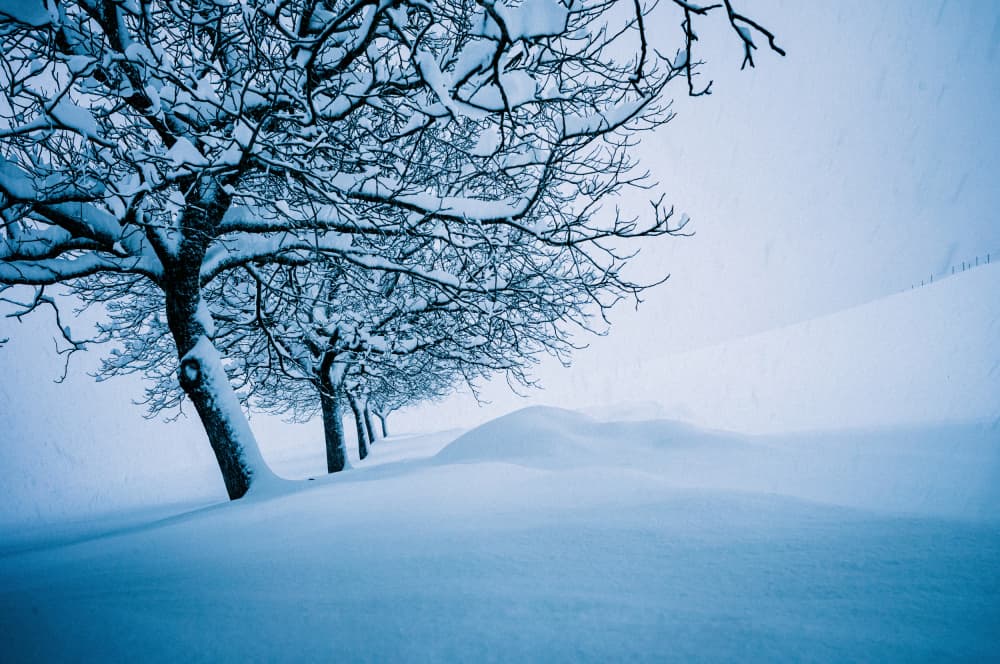 Winter Trees in Snow by Arne Jansen — canvas wall art
