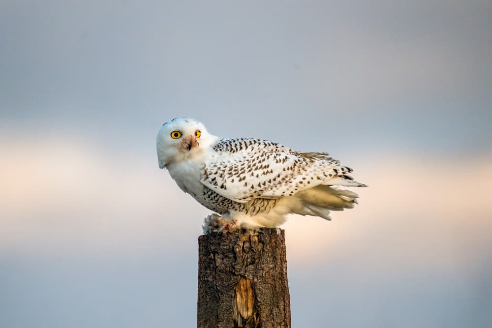 Snowy Owl Gaze by Ti Wang — canvas wall art