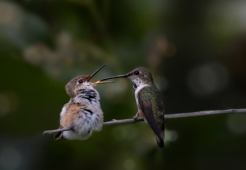 Hummingbird Baby Feeding by NanZ — canvas wall art