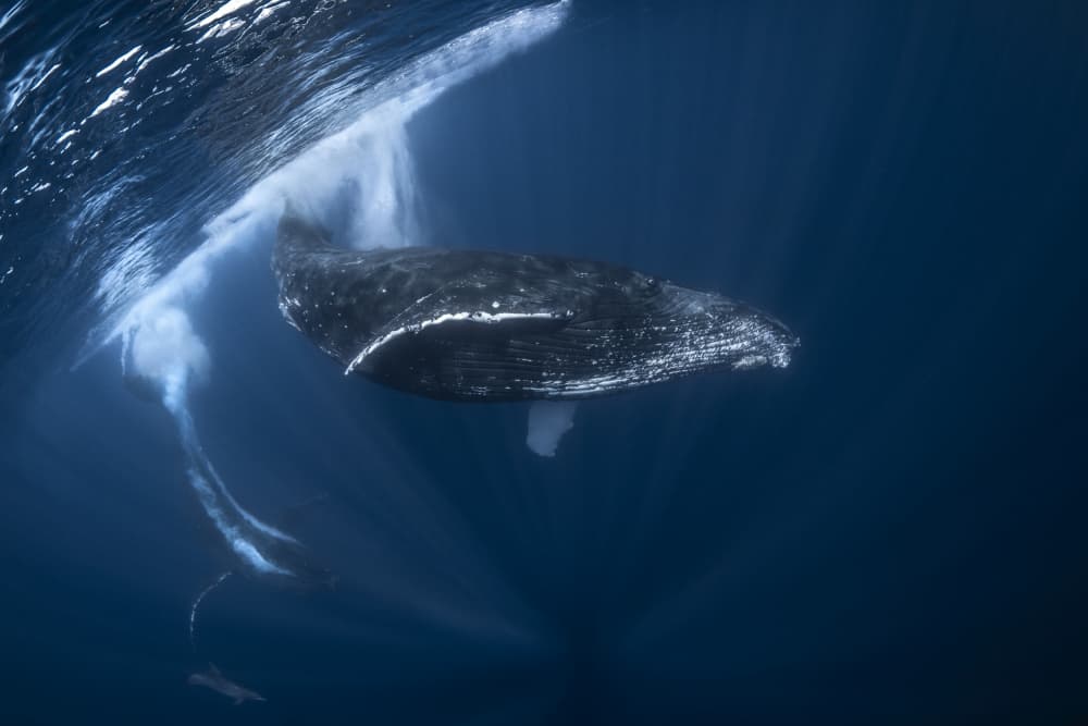 Majestic Humpback Underwater by Barathieu Gabriel — canvas wall art