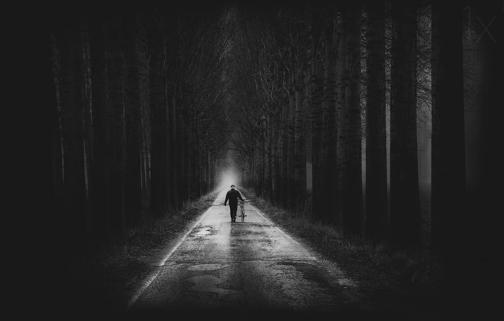 Solitary Walk Through Trees by Damijan Sedevcic — canvas wall art