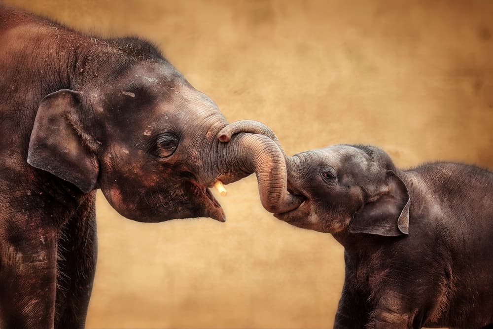 Loving Elephant Bond by Antje Wenner-Braun — canvas wall art