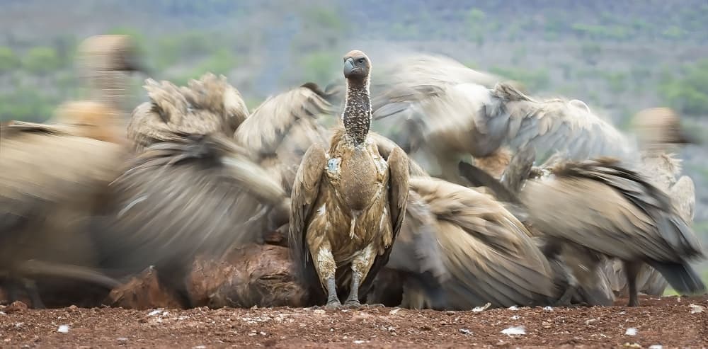 Vulture Amidst the Chaos by Clint Ralph — canvas wall art
