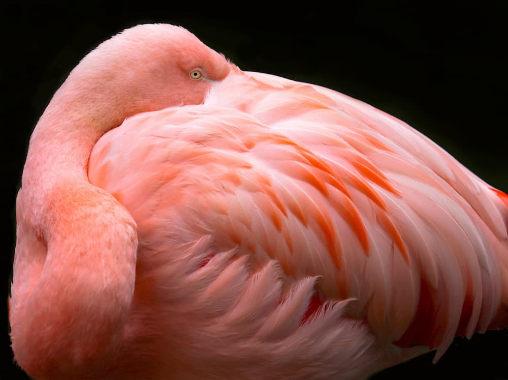 Sleeping Pink Flamingo by Robin Wechsler — canvas wall art