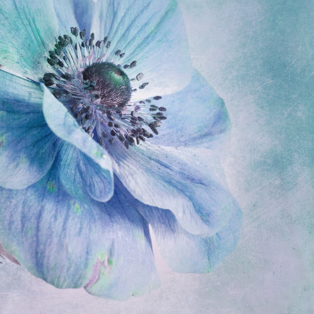 Soft Blue Anemone by Priska Wettstein — canvas wall art