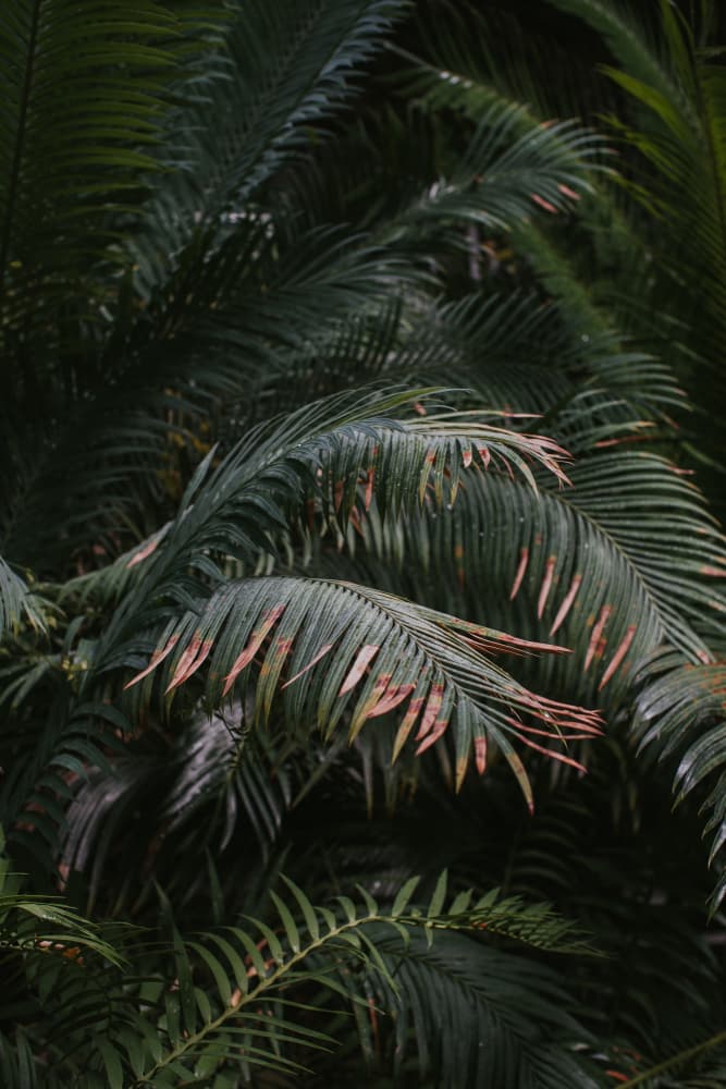 Lush Green Palm Leaves by Claudia Casal — canvas wall art