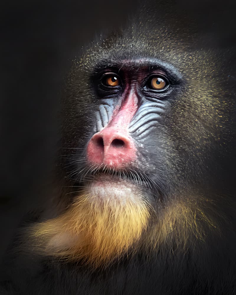 Looking by Antonyus Bunjamin (Abe) — canvas wall art