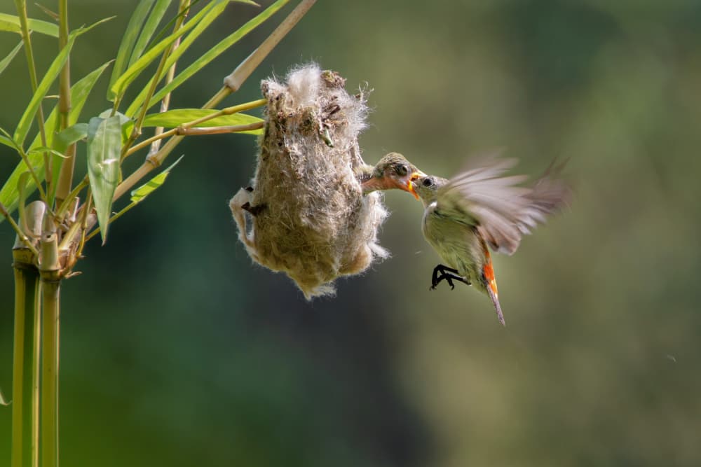 Tiny Bird Feeds Nestling by Ajar Setiadi — canvas wall art