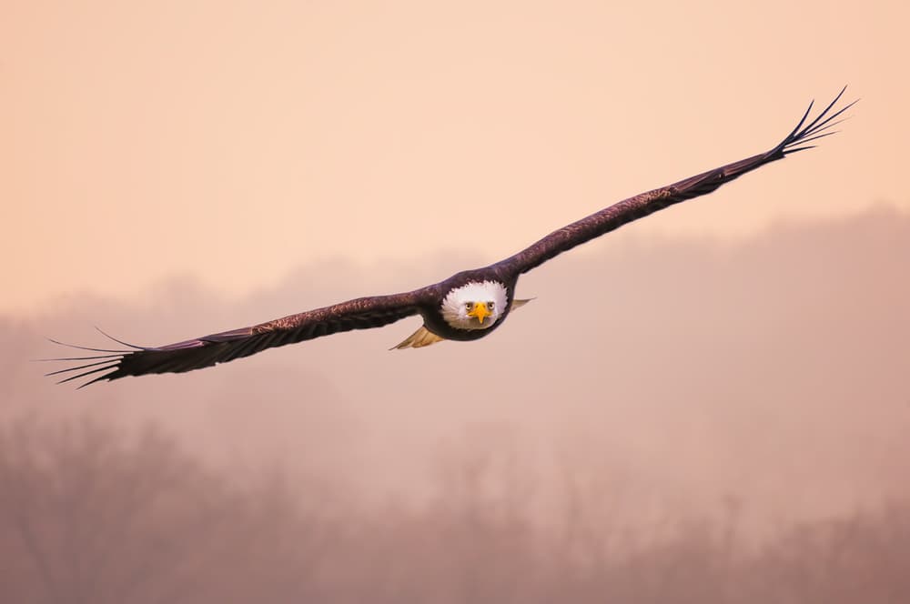 Majestic Bald Eagle Flight by Xiaobing Tian — canvas wall art