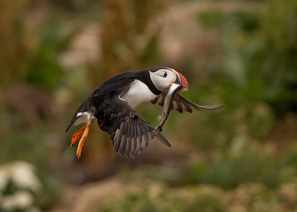 Puffin's Fresh Catch by Tony Xu — canvas wall art
