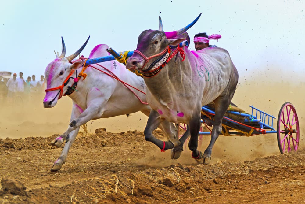 Racing Oxen Kicking Dust by Rahul Wedpathak — canvas wall art