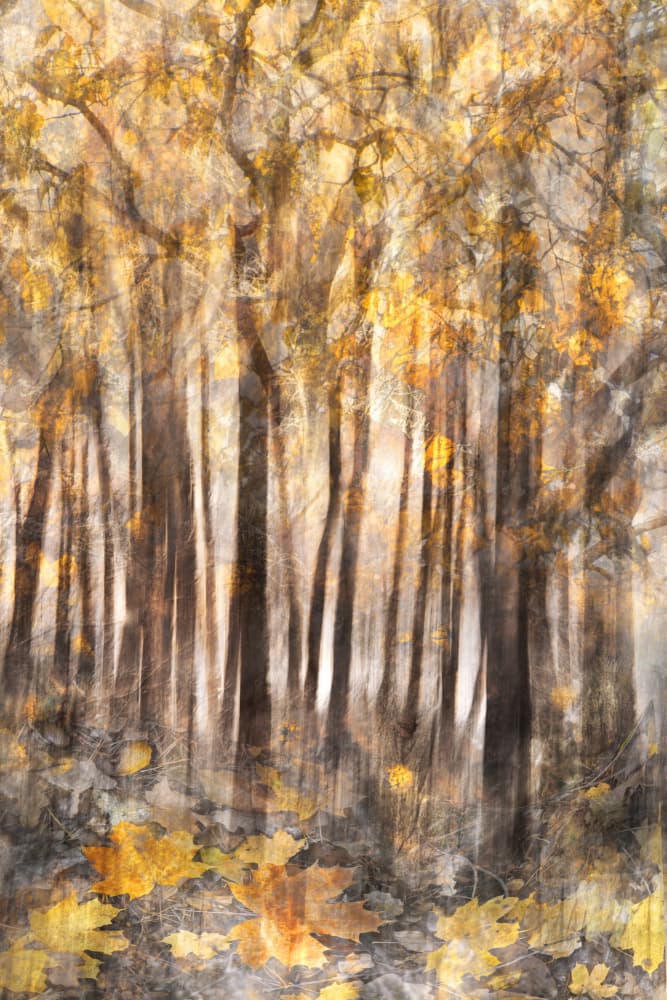 Golden Autumn Forest by Christina Sillen — canvas wall art