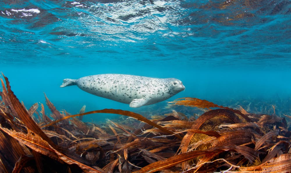 Serene Seal Underwater by Andrey Narchuk — canvas wall art