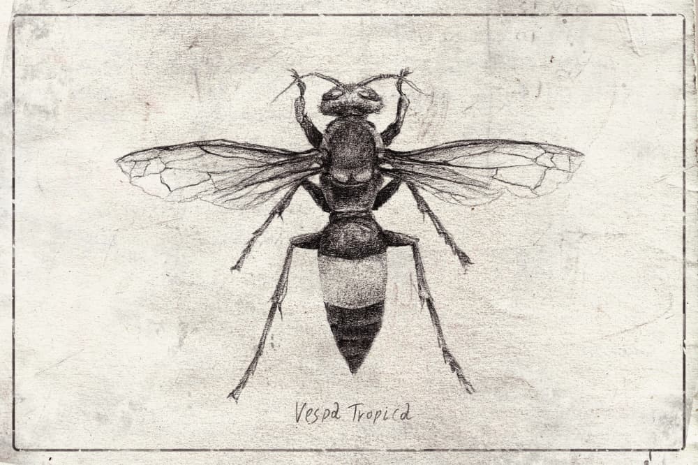 Wasp Sketch Study by Mike Koubou — canvas wall art