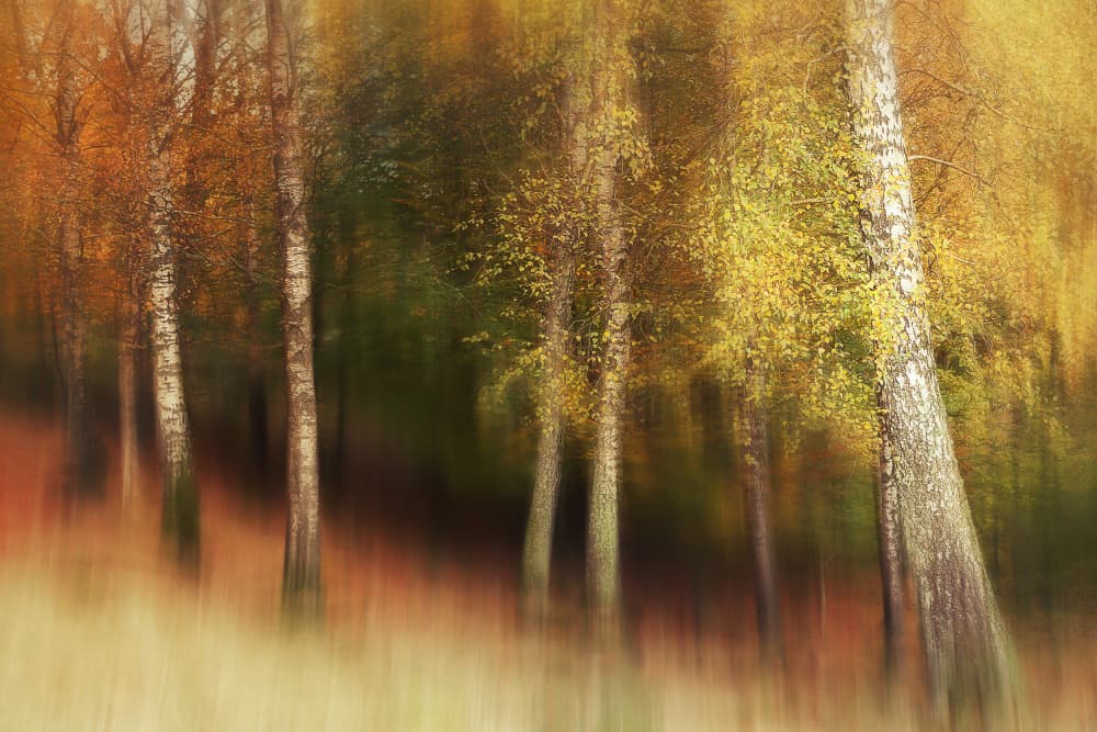Golden Birch Forest by Gustav Davidsson — canvas wall art
