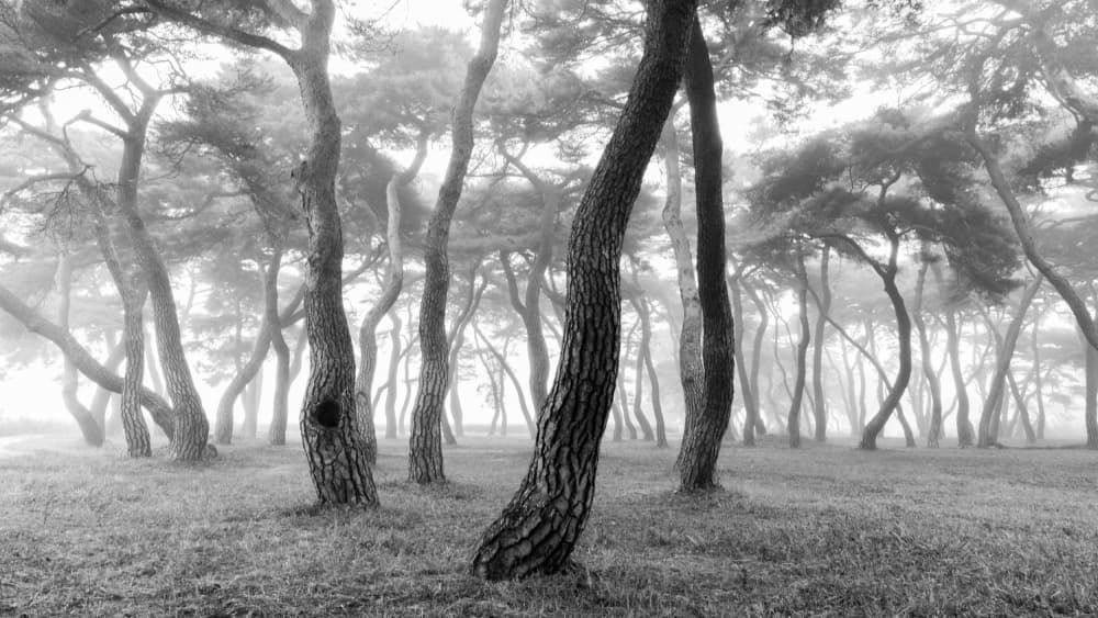 Misty Pine Forest by MIN CHEOL KIM — canvas wall art