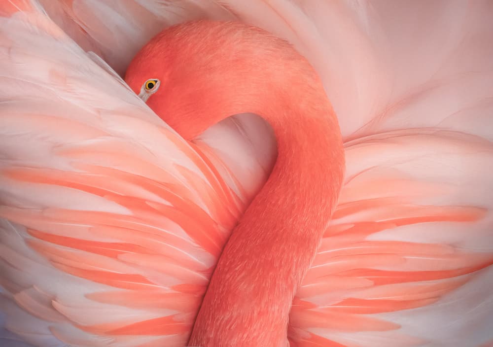 Pink Flamingo Serenity by Catherine Wang — canvas wall art