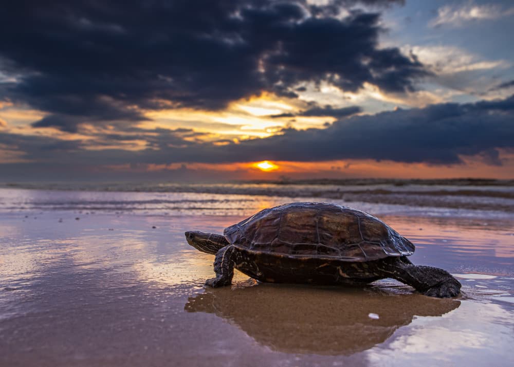 Coastal Turtle Sunset by Oren Yacov — canvas wall art