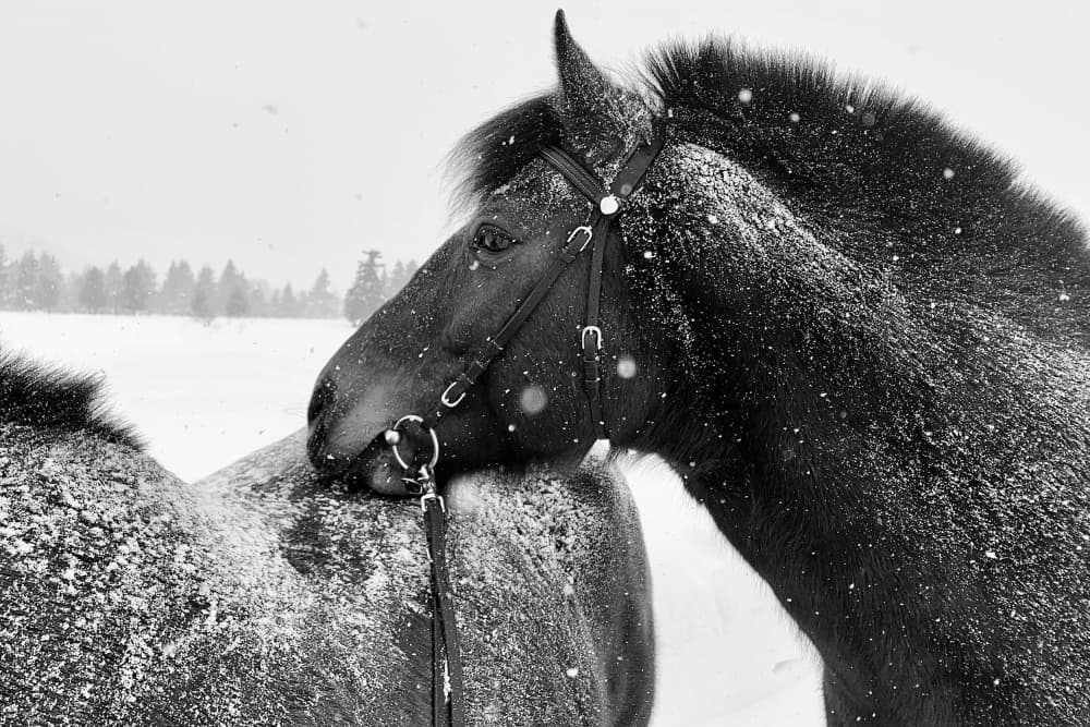 Winter Horse Bond by Birgith Norelli — canvas wall art