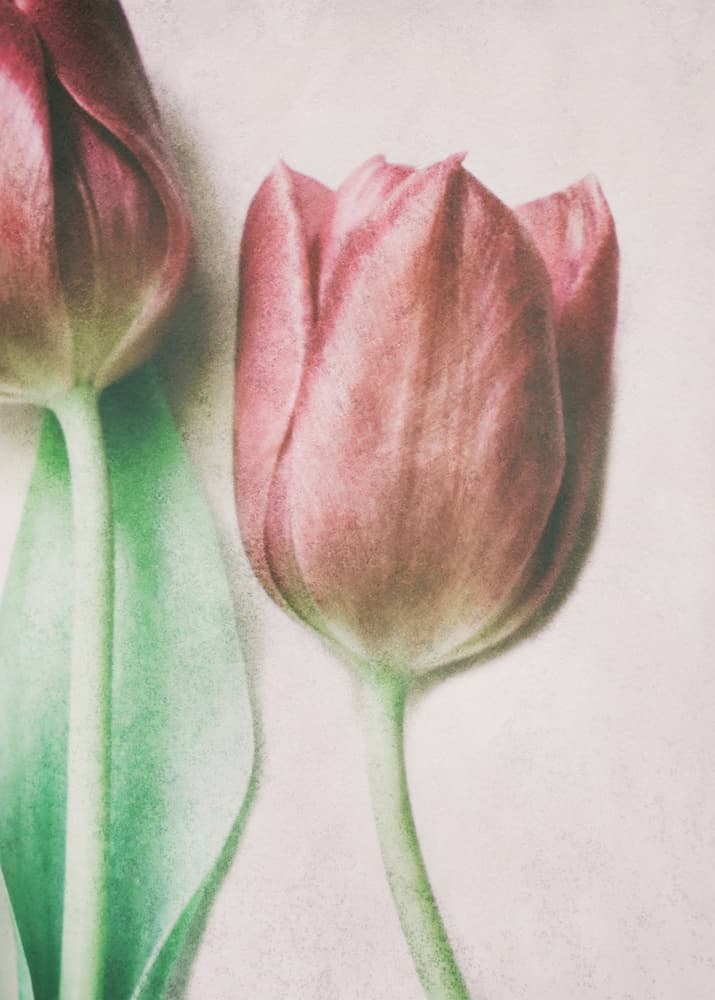 Soft Blush Tulips by Delphine Devos — canvas wall art