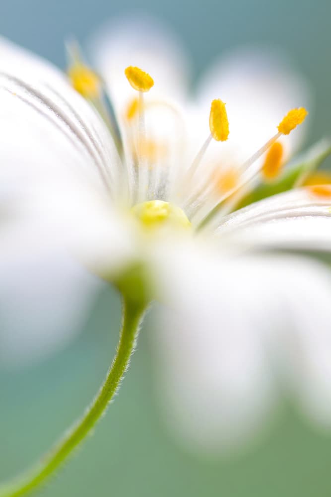 Stitchwort surprise by Mandy Disher — canvas wall art