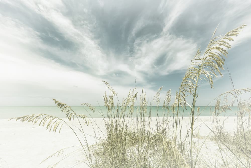Serene Beach Grass by Melanie Viola — canvas wall art