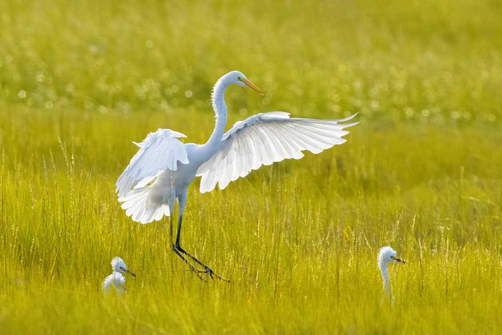 Elegant Egret Landing by Mei Zhang APA — canvas wall art