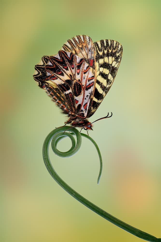 Delicate Butterfly Spiral by Roberto Marini — canvas wall art