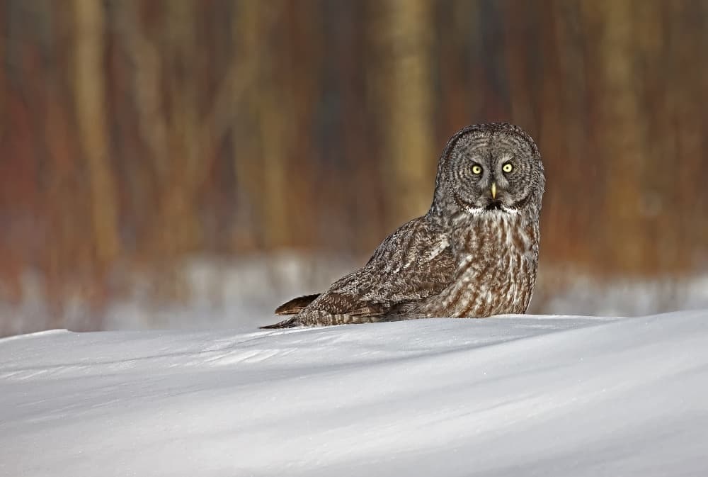 Great Grey Owl Winter by Peter Stahl — canvas wall art