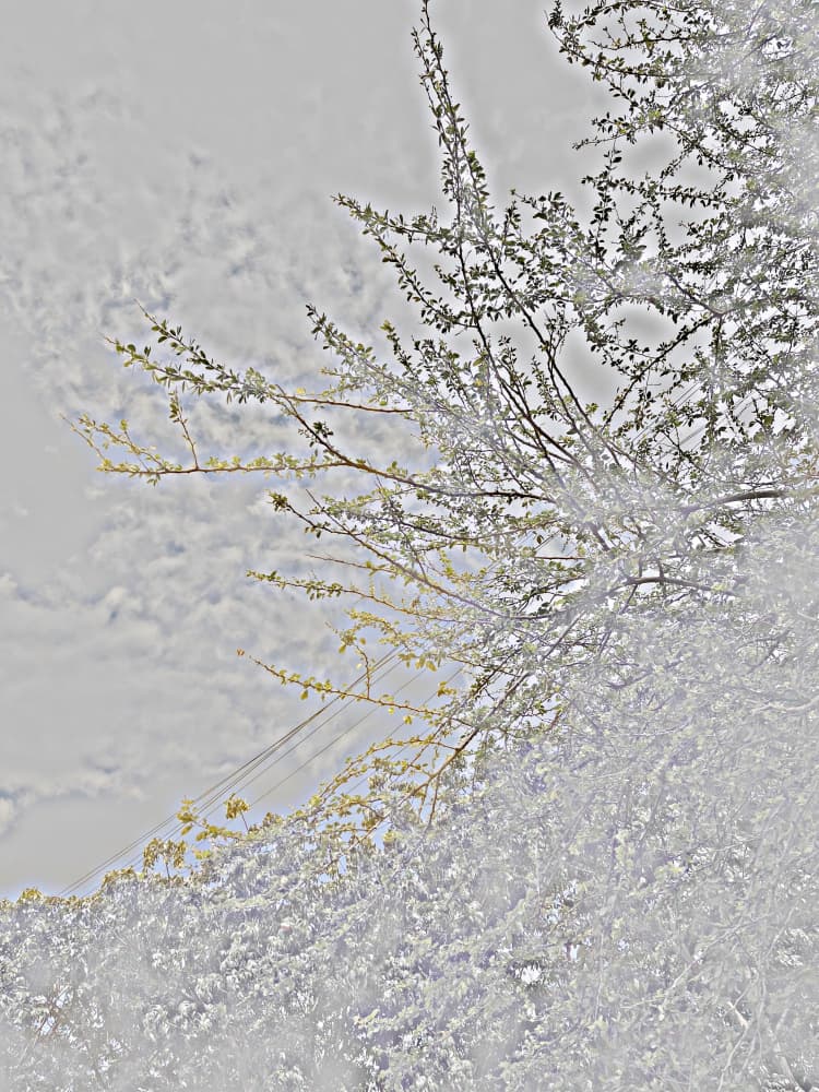 Soft Spring Branches by Santhosh ch — canvas wall art