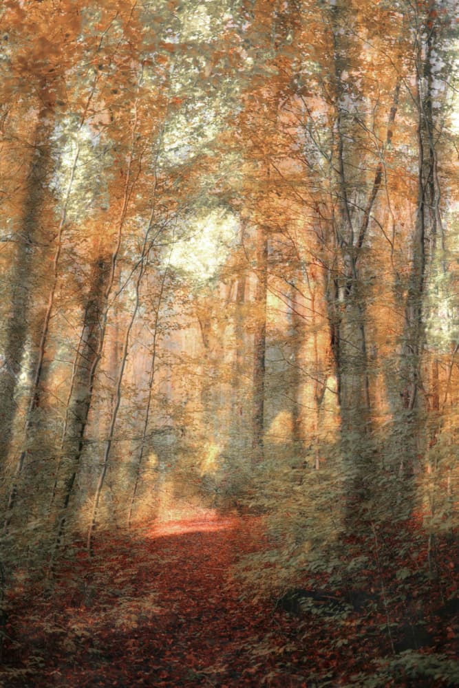 Sunlit Woodland Path by Christina Sillen — canvas wall art
