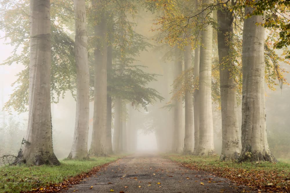 Misty Forest Path by Hilda van der Lee — canvas wall art