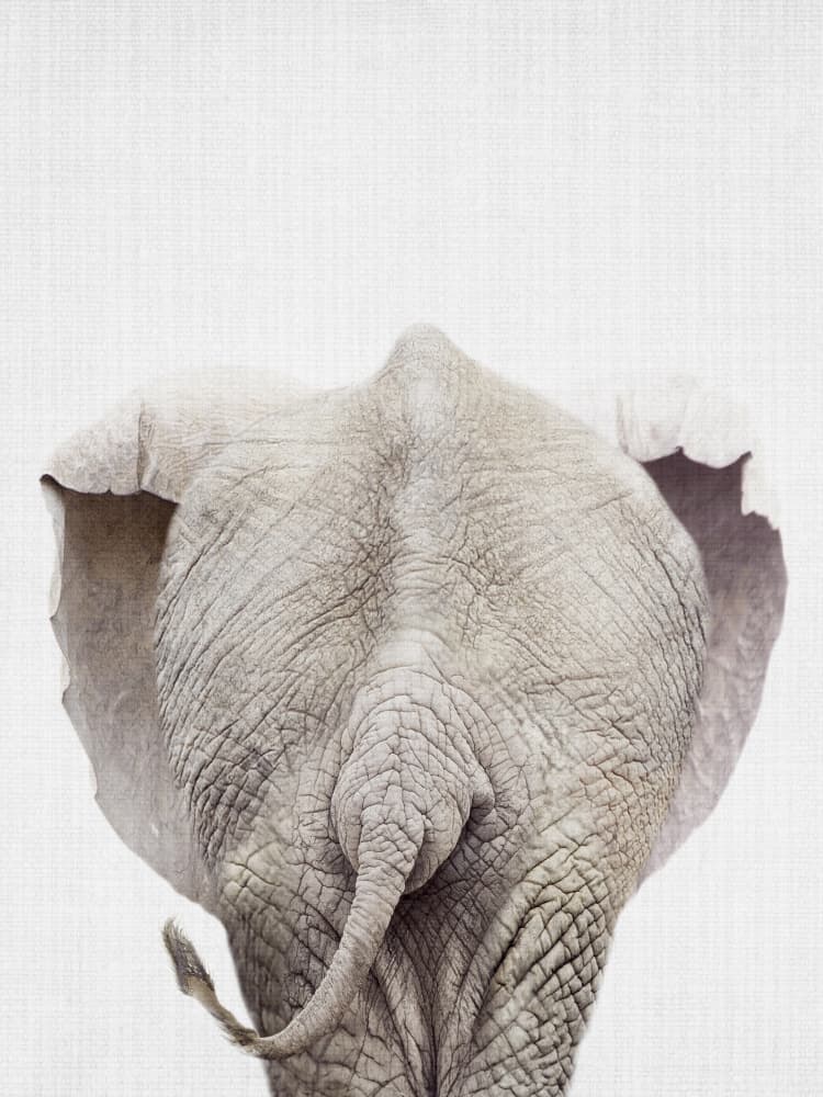 Baby Elephant Back View by Lila & Lola — canvas wall art