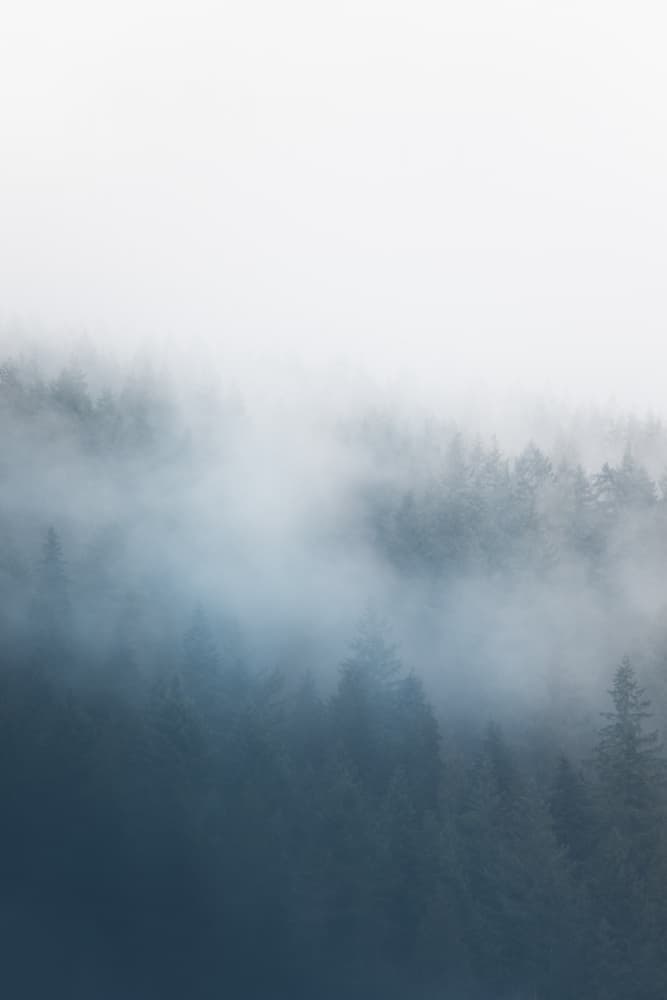 Misty Forest Depths by Lynann Colligan — canvas wall art