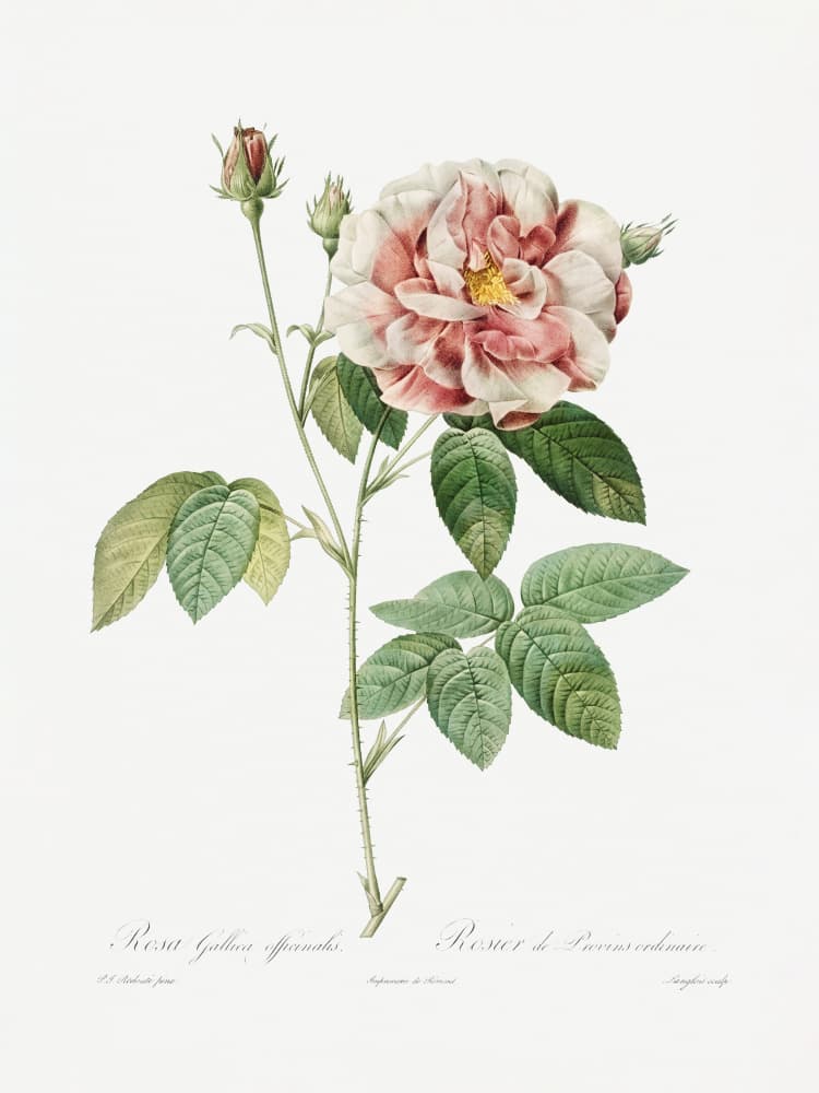 Rosa Gallica (1817–1824), Les Rose by Pierre-Joseph Redoute — canvas wall art