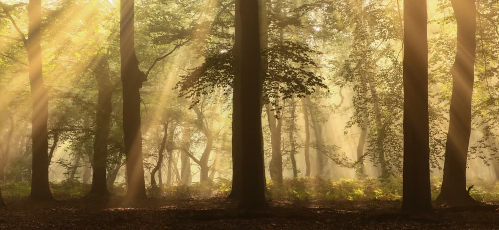 Golden Forest Light by Hilda van der Lee — canvas wall art