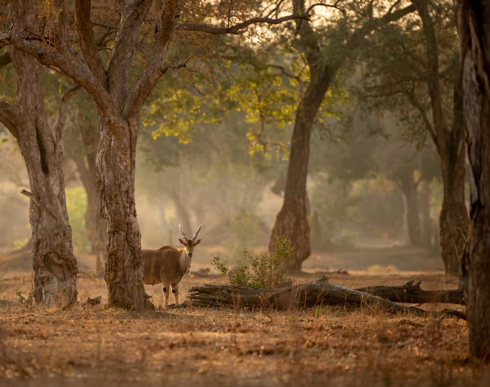 Golden Forest Antelope by Jaco Marx — canvas wall art