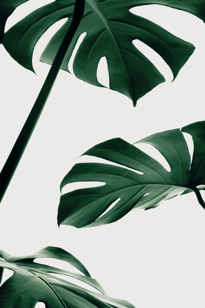 Tropical Monstera Leaves by Pictufy Studio III — canvas wall art