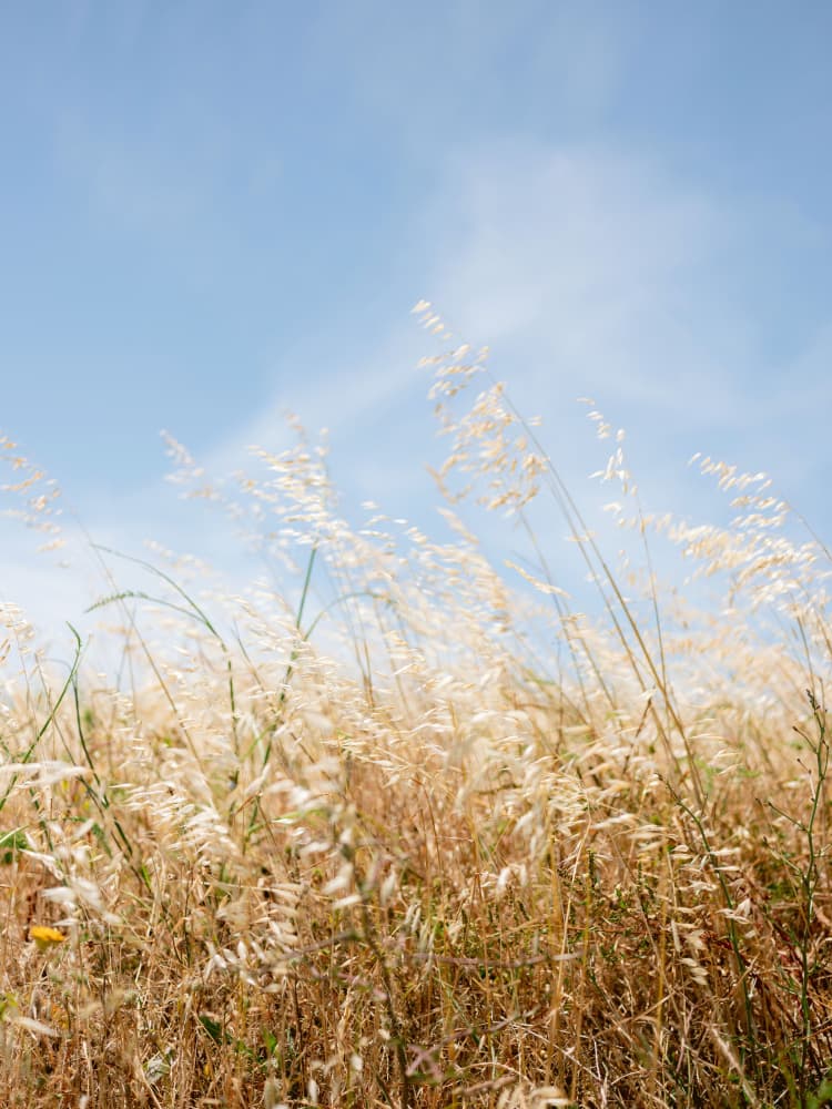 Moving Grass by Raisa Zwart — canvas wall art