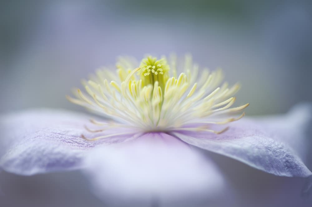 Soft Purple Flower