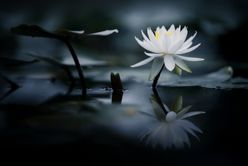 Serene Water Lily by Takashi Suzuki — canvas wall art