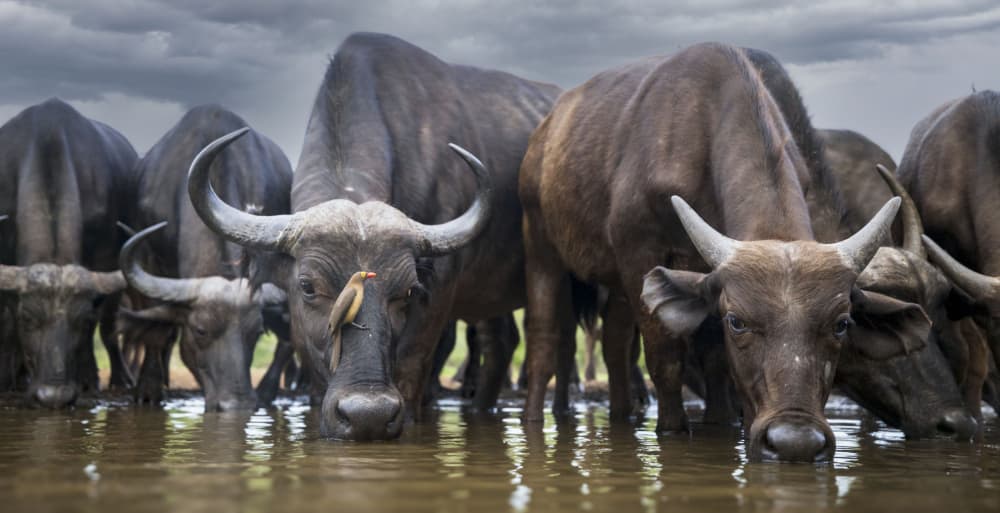 Thirsty Buffalo Herd by Clint Ralph — canvas wall art