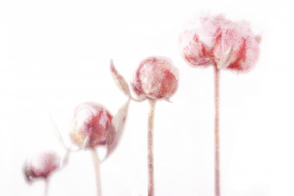 Pink Bloom Progression by Frank Ulrich Gandenberger — canvas wall art