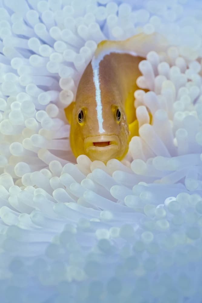 Curious Clownfish Peeks Out by Serge Melesan — canvas wall art