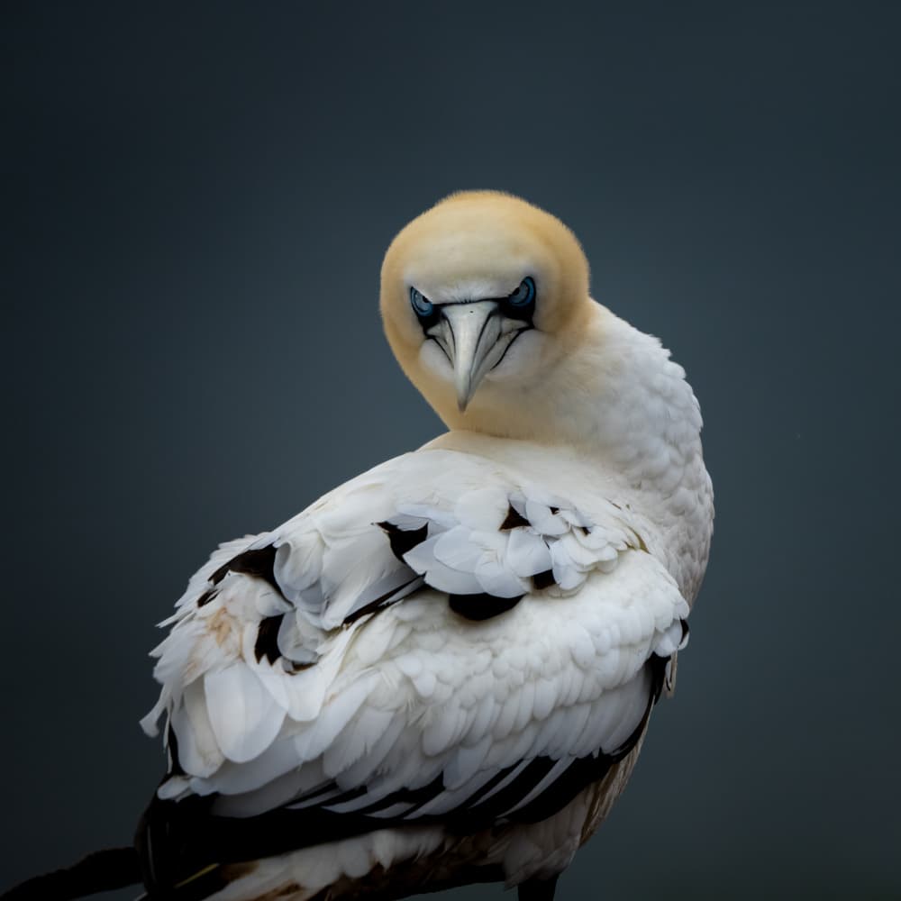 Curious Seabird Portrait by Ulrike Eisenmann — canvas wall art
